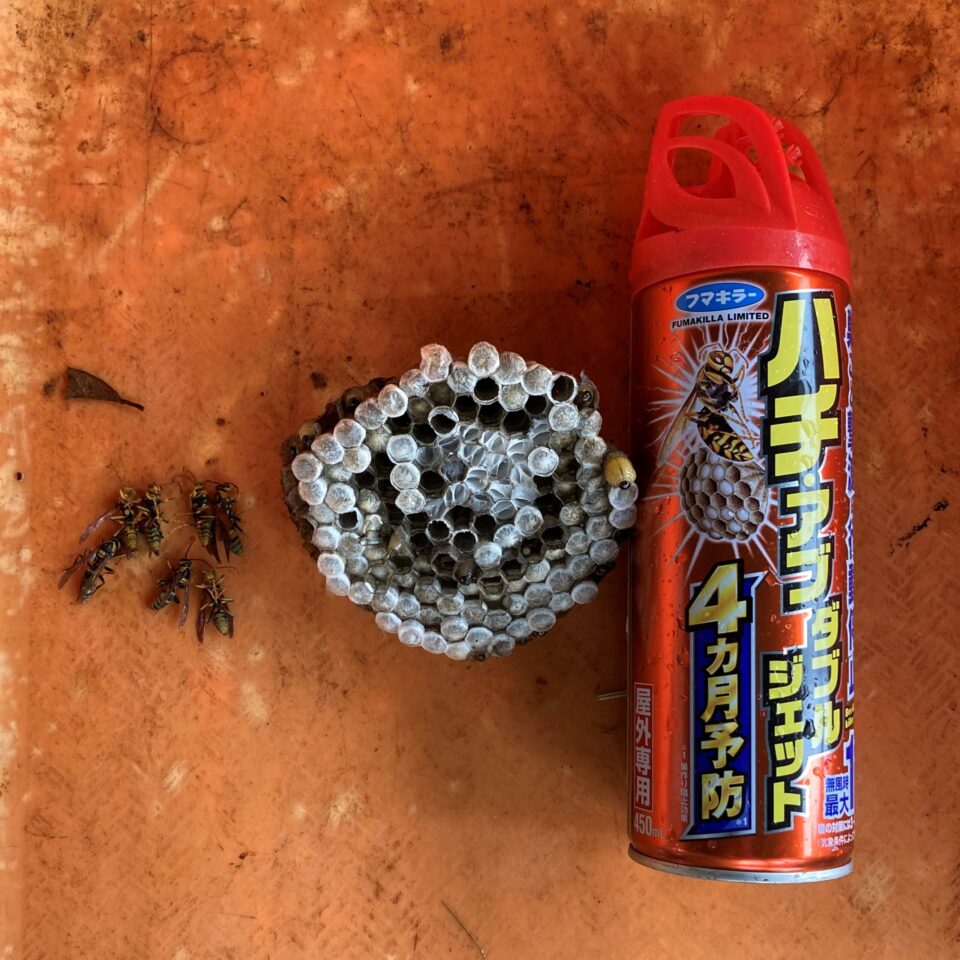 捕獲したアシナガバチの巣と殺虫剤